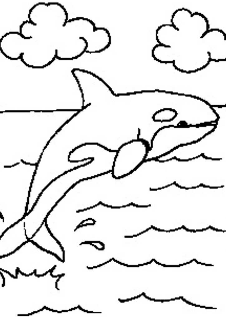 Killer Whale Coloring Pages 724x1024 Killer Whale Coloring Pages