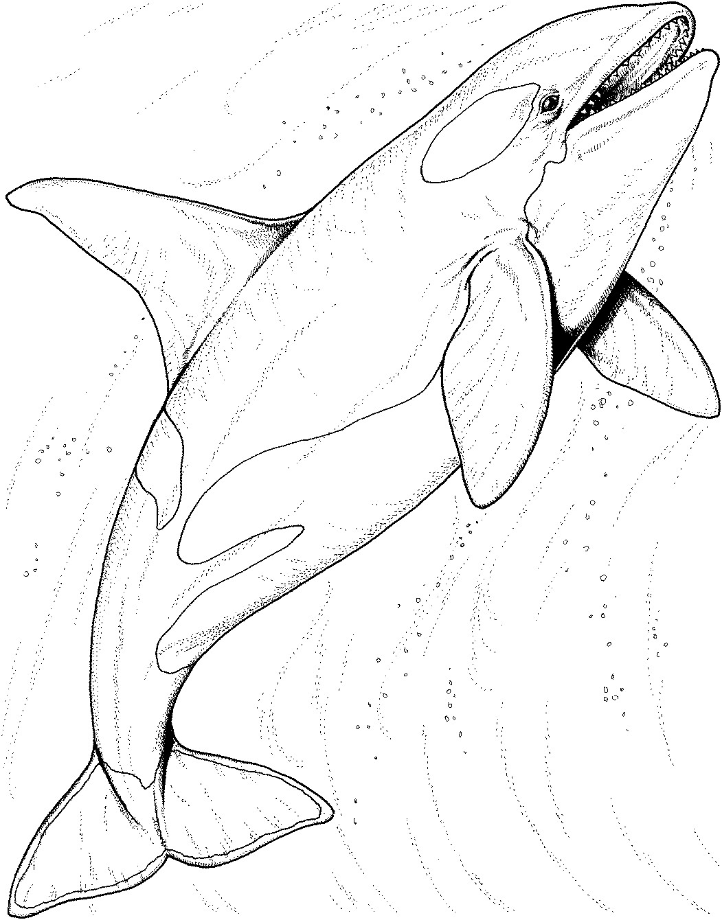 Blue Whale Coloring Page Animals Town Color Sheet Whales Best 1051x1340 Blue Whale Coloring Page Animals Town Color Sheet Whales Best