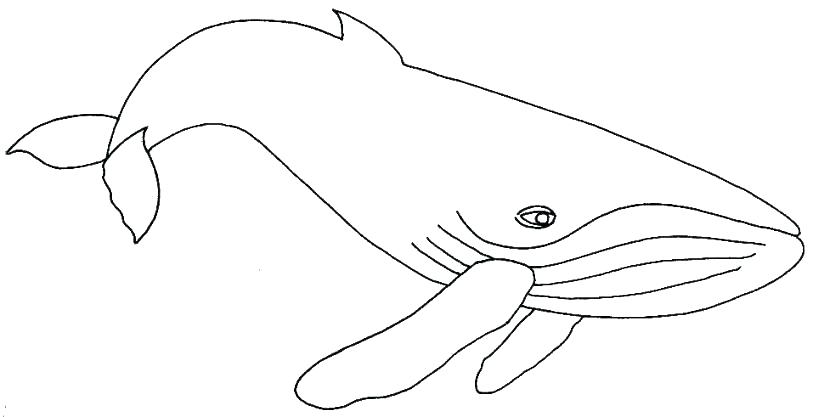 Whale Coloring Pages at GetColorings.com | Free printable colorings ...