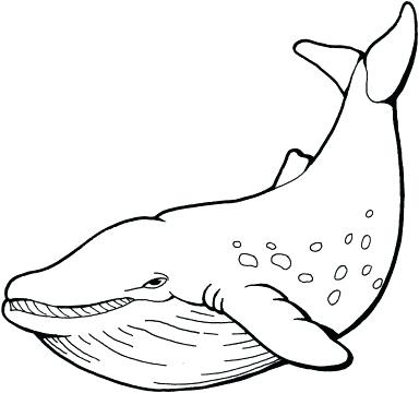384x360 Whale Coloring Page Coloring Pages And The Whale Killer Whale