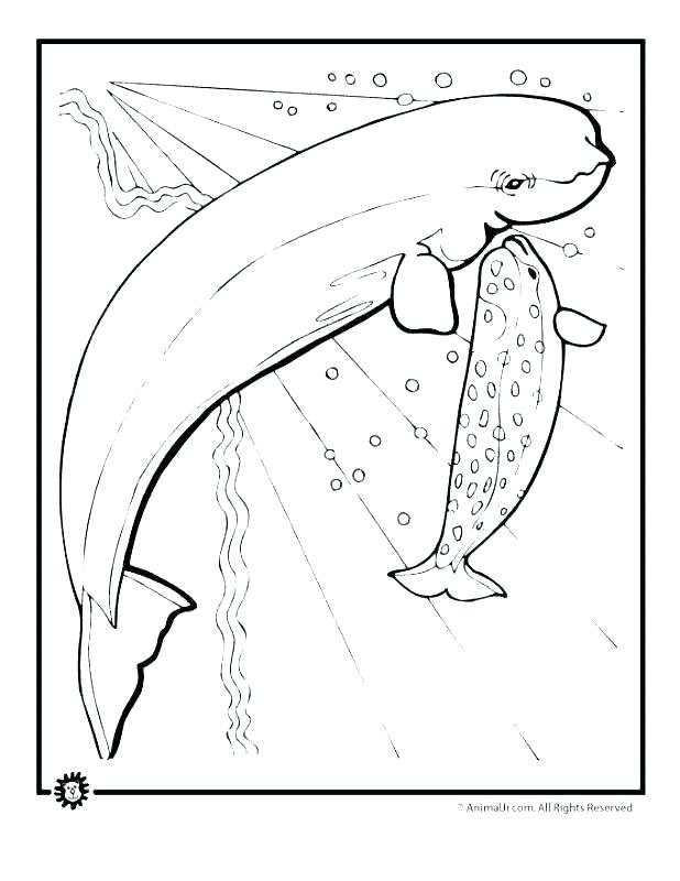618x800 Whale Coloring Pages