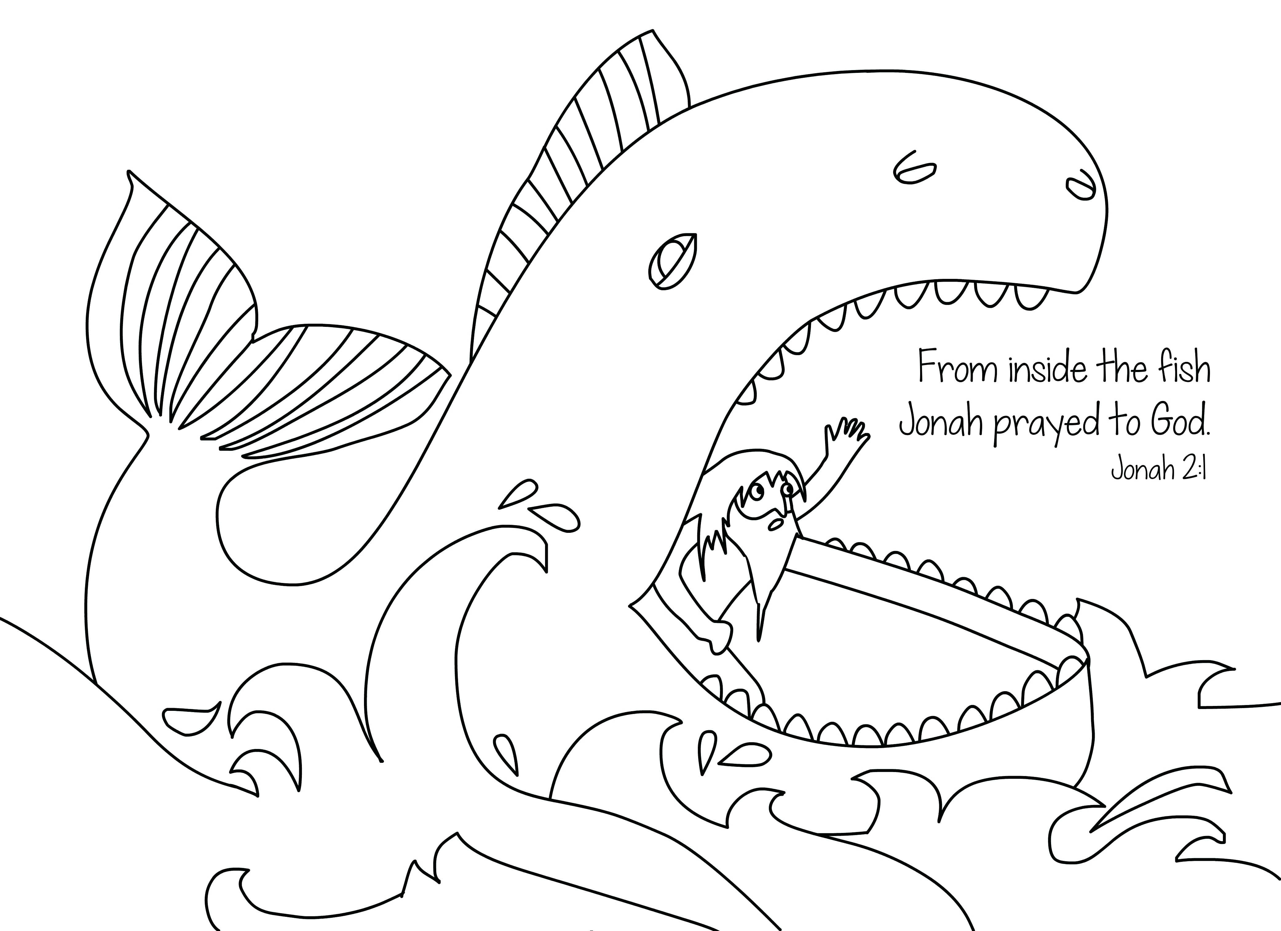 4167x3028 Coloring Pages Online Whale Spirit Animal Totems And Messages