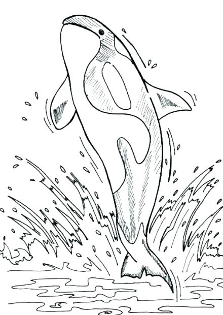 Blue Whale Coloring Page Whale Coloring Pages Printable Coloring 440x620 Blue Whale Coloring Page Whale Coloring Pages Printable Coloring
