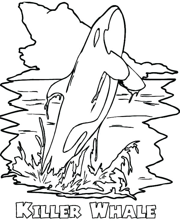 Killer Whale Coloring Page 600x745 Killer Whale Coloring Page