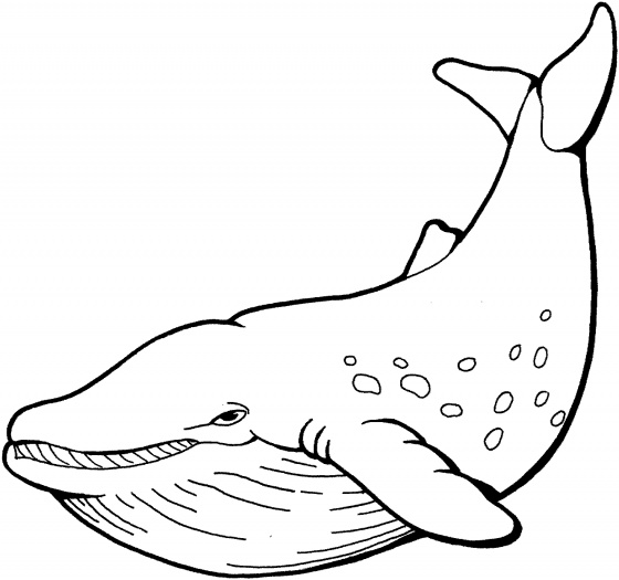 Blue Whale Coloring Pages Blue Whale Coloring Pages Funycoloring 560x525 Blue Whale Coloring Pages Blue Whale Coloring Pages Funycoloring