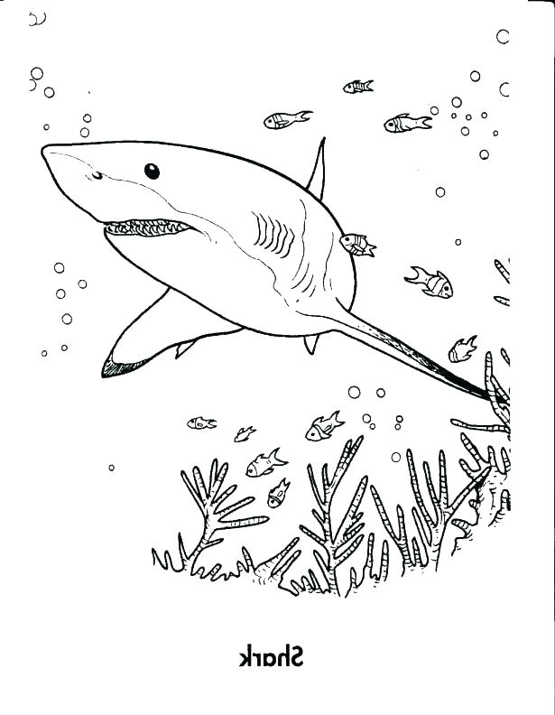 Coloring Pages Sharks Whale Shark Coloring Pages Whale Coloring 615x792 Coloring Pages Sharks Whale Shark Coloring Pages Whale Coloring