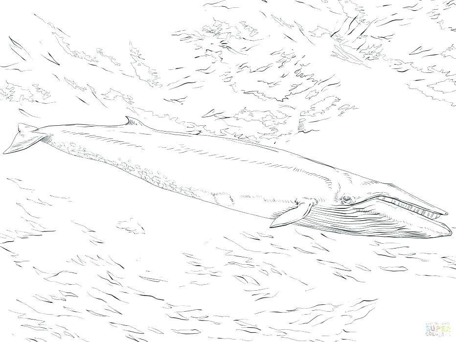 932x699 Jonah And Whale Coloring Pages Free Free Printable And