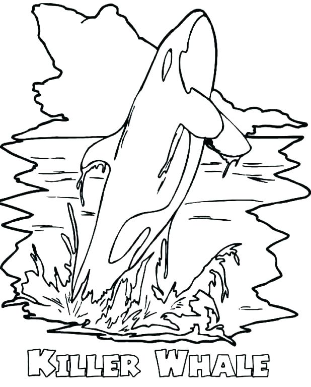 618x768 Killer Whale Coloring Page Coloring Page Whale Coloring Pages