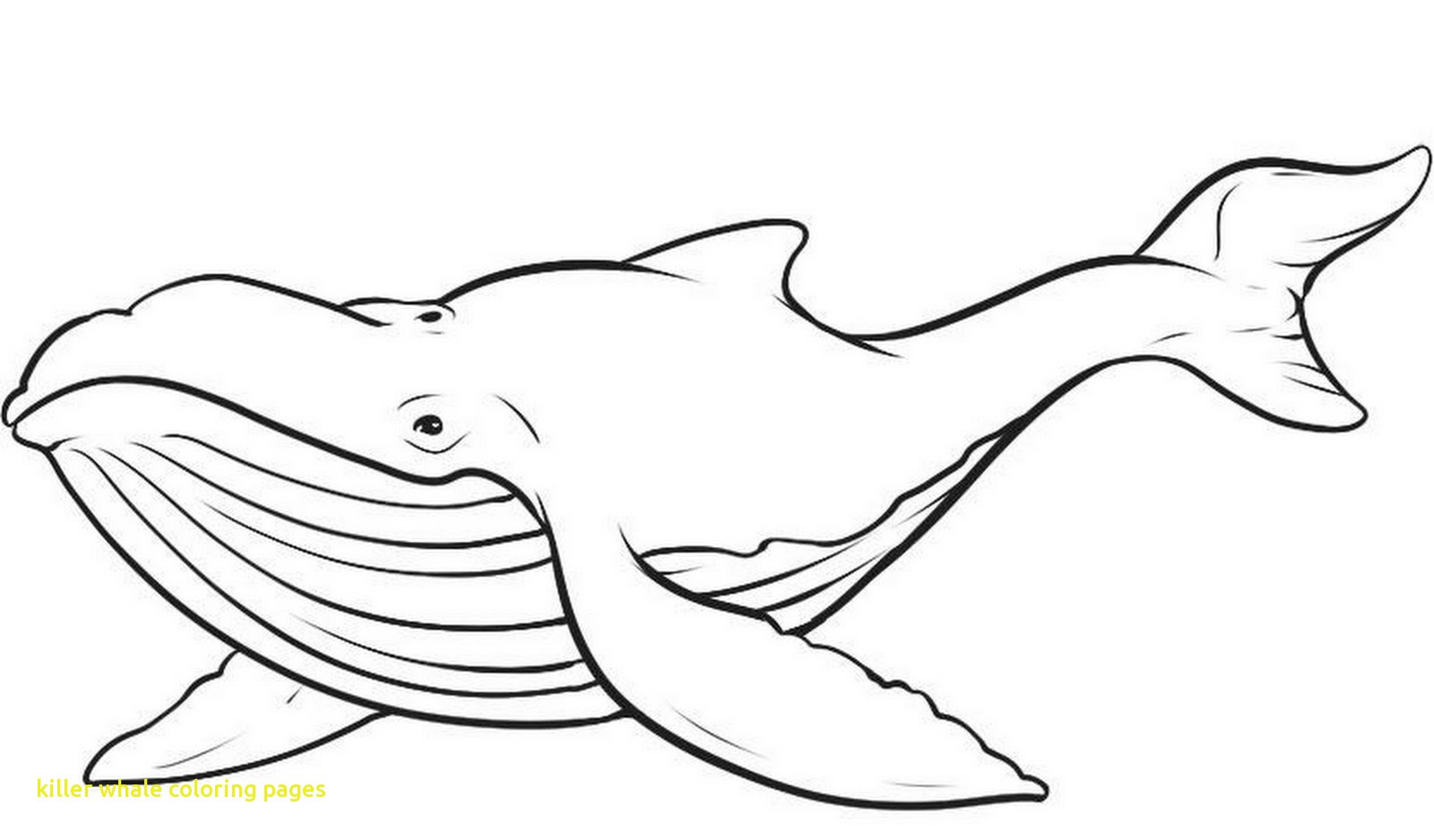 1600x938 Sperm Whale Coloring Page Free Printable Pages Stuning Acpra