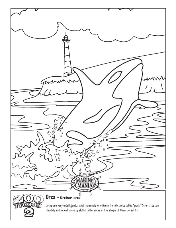 618x800 Tremendous Killer Whale Coloring Pages Free Of Orka Whal On Orca
