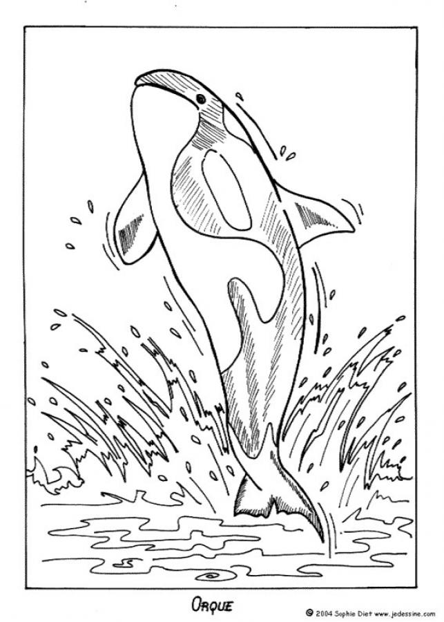 643x900 Orca Coloring Pages Orca Whale Coloring Page Free Printable
