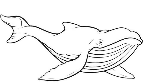 600x352 Blue Whale Coloring Page Picture Of Blue Whale Coloring Page
