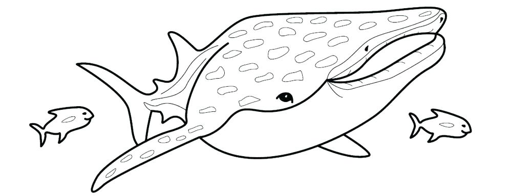 1000x384 Whale Shark Coloring Page Whale Shark Coloring Pages Pin Coloring