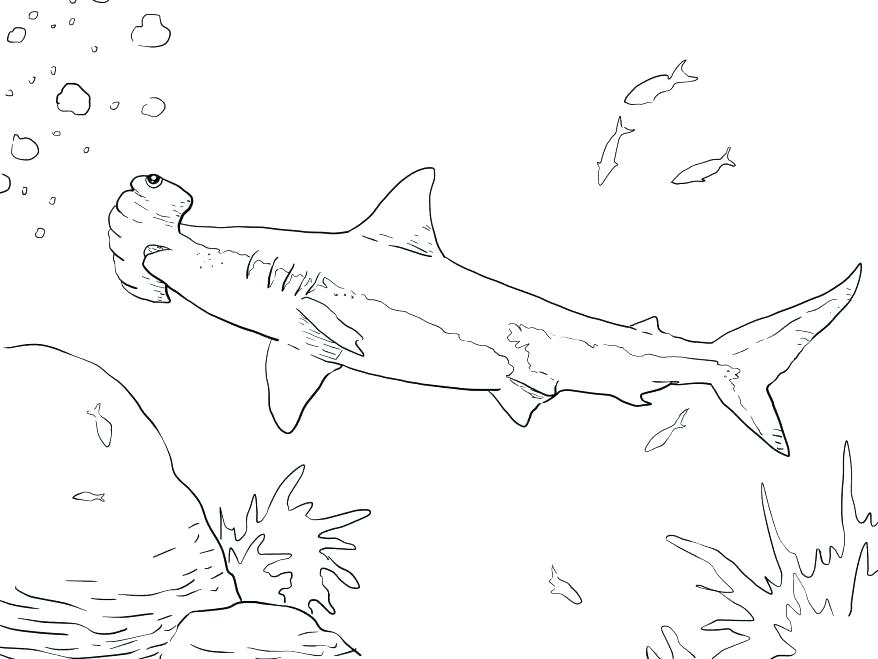 878x659 Whale Shark Coloring Pages Whale Shark Coloring Page Coloring Page