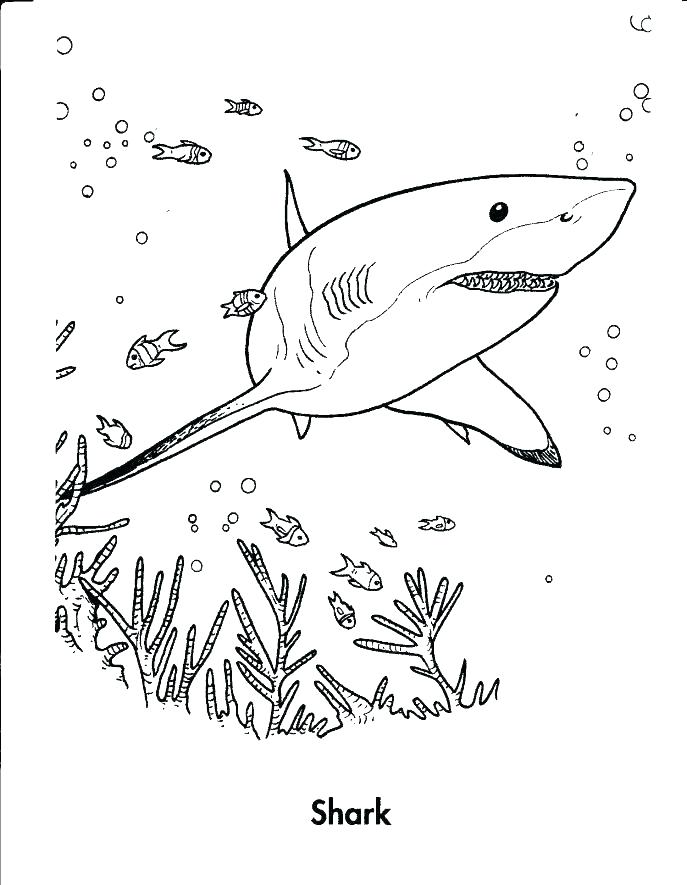 687x885 Megalodon Coloring Pages Coloring Pages Whale Shark Line Drawing 3