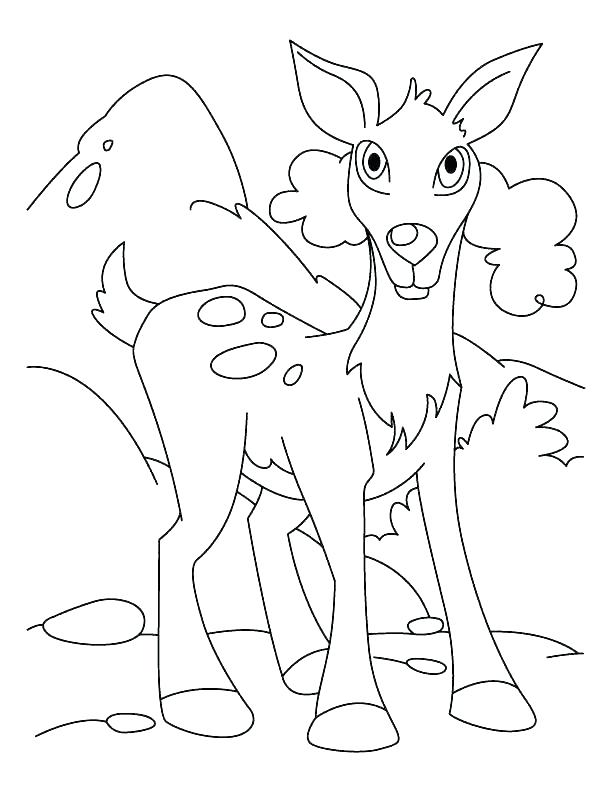 612x792 White Tailed Deer Coloring Page Whitetail Deer Coloring Pages