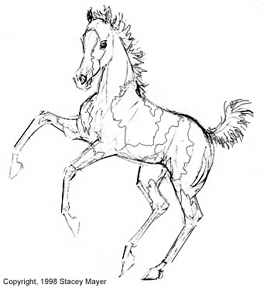 264x288 Paint Horse Coloring Pages