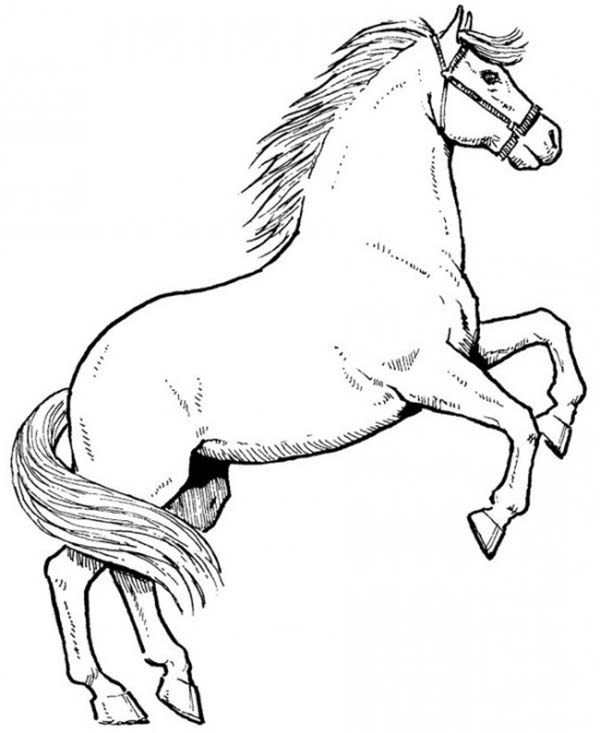 600x733 Awesome Male Horse In Horses Coloring Page