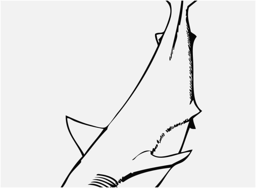 827x609 The Right Footage Great White Shark Coloring Pages Ideal