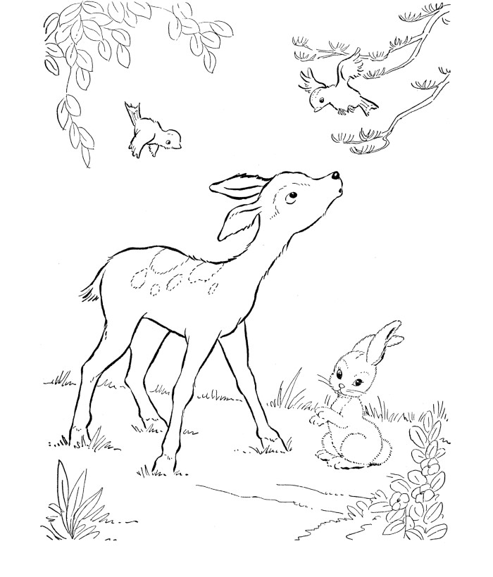 White Tailed Deer Coloring Page at GetColorings.com | Free printable