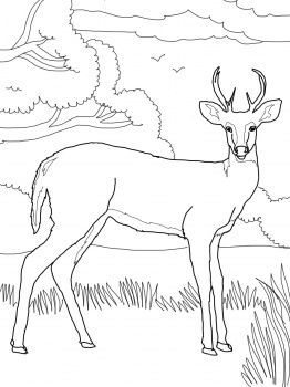 262x350 Whitetail Deer Felt Obsession Coloring Books