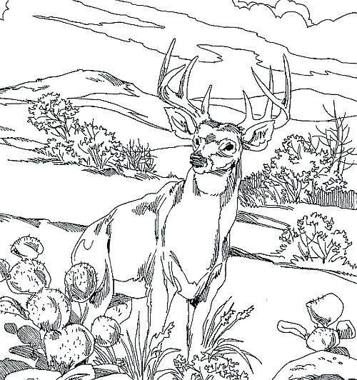 500x532 Whitetail Deer Coloring Pages Deer Coloring Page Deer Hunting