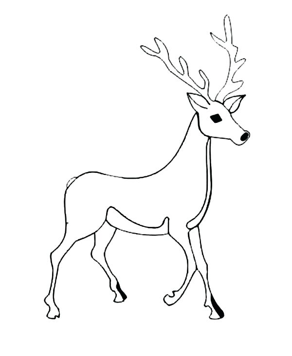 White Tailed Deer Coloring Page at GetColorings.com | Free printable ...