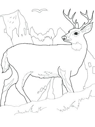 323x430 Whitetail Deer Coloring Pages Whitetail Deer Coloring Pages Click