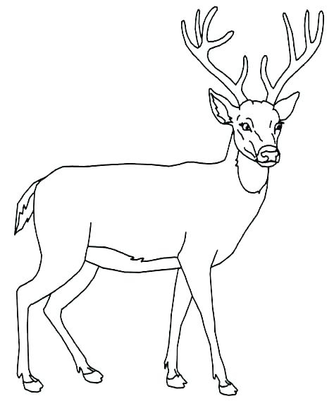 White Tailed Deer Coloring Page at GetColorings.com | Free printable