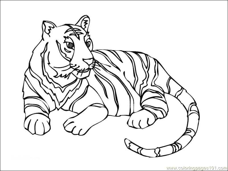 800x600 Modern White Tiger Coloring Pages Image
