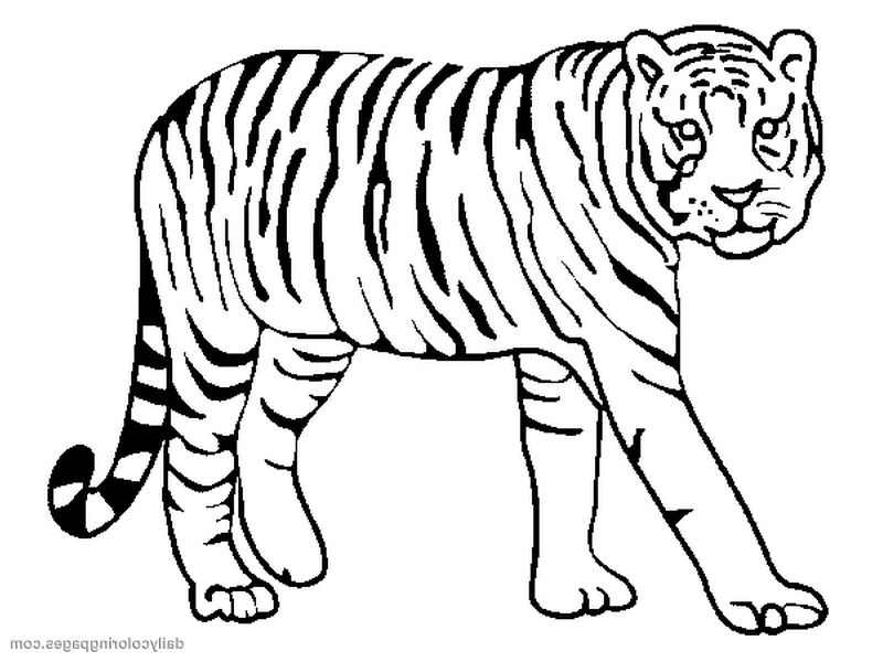 White Tiger Coloring Page at GetColorings.com | Free printable ...