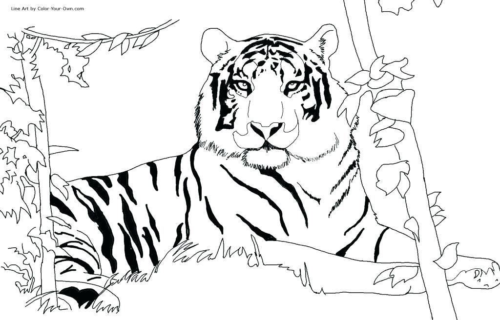 1024x656 Tiger Coloring Picture Coloring Pages Of Tigers Tiger Coloring