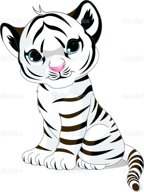 564x749 White Tiger Coloring Pages Baby Tiger Free Coloring Pages On Art