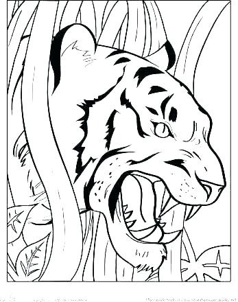 347x440 Coloring Page Of White Tiger Pages Cute Tigers Color Pictures