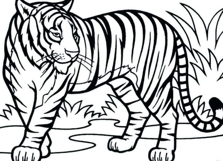 728x527 Coloring Pages Easter An Illustration Of White Tiger Page A Lovely