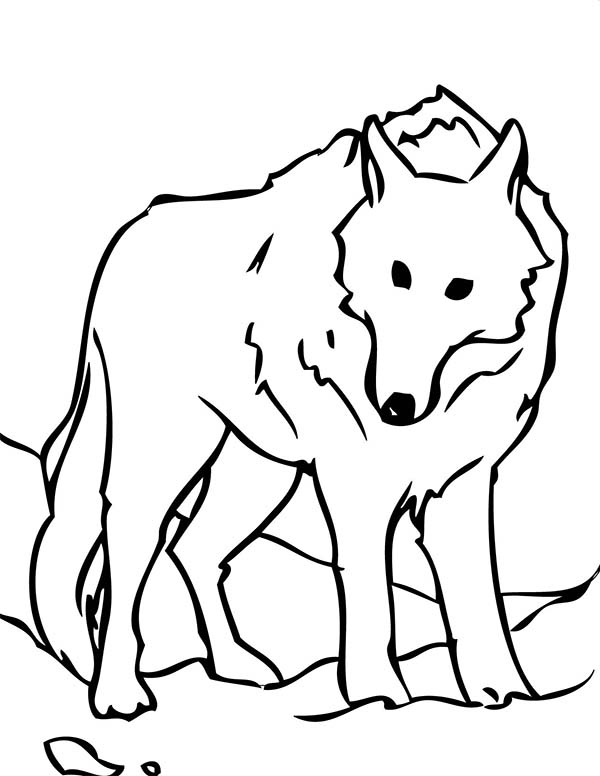 600x776 Arctic Wolf Clipart Coloring Page