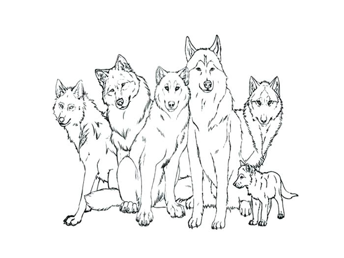 White Wolf Coloring Pages at GetColorings.com | Free printable ...