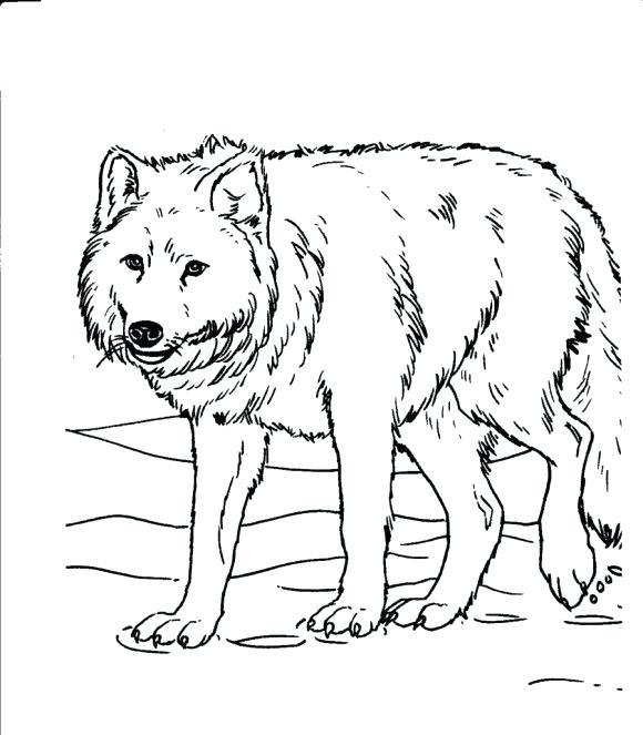 White Wolf Coloring Pages at GetColorings.com | Free printable ...