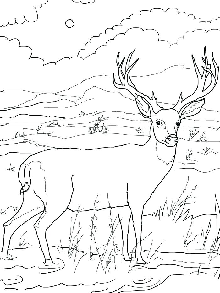 700x933 Free Deer Coloring Pages Whitetail Deer Coloring Pages Deer