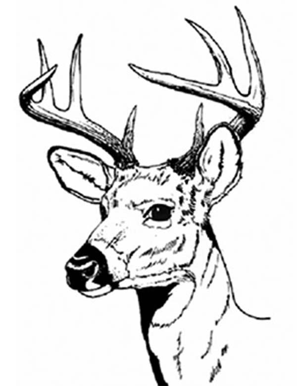 600x781 Perfect Decoration Deer Coloring Pages White Tail Deer Coloring