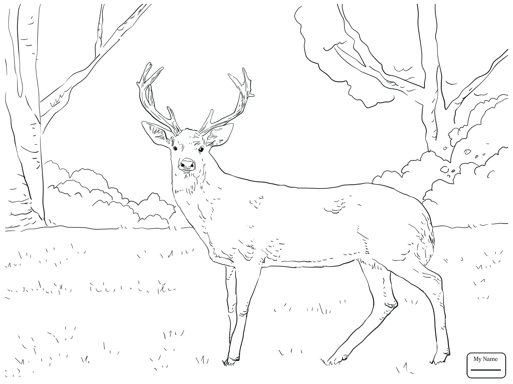 Whitetail Buck Coloring Pages at GetColorings.com | Free printable ...