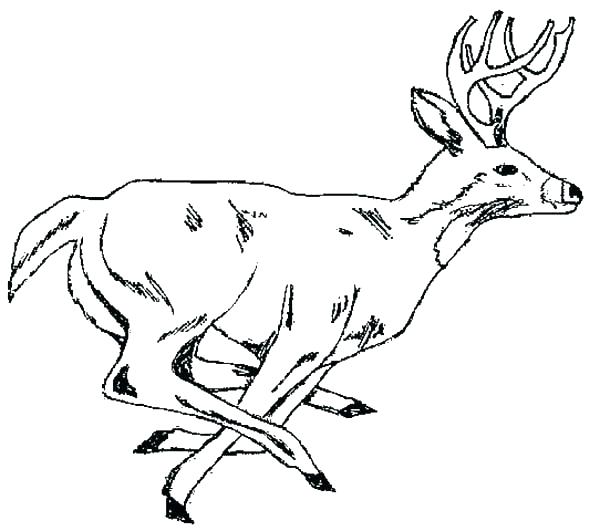 Whitetail Coloring Pages