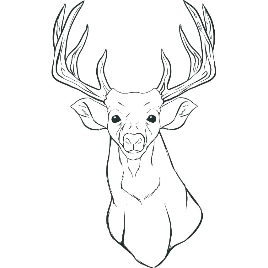854x854 Deer Coloring Pages Pingyume Deer Coloring Pages Whitetail Deer