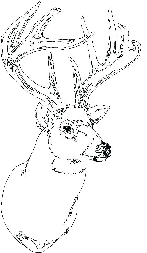 500x860 White Tailed Deer Coloring Page