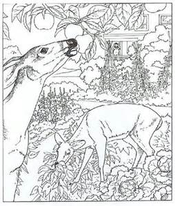 254x300 White Tailed Deer Coloring Pages