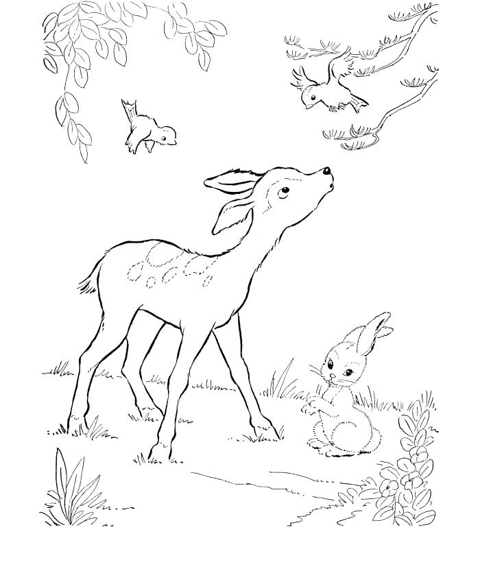 Whitetail Coloring Pages at GetColorings.com | Free printable colorings ...