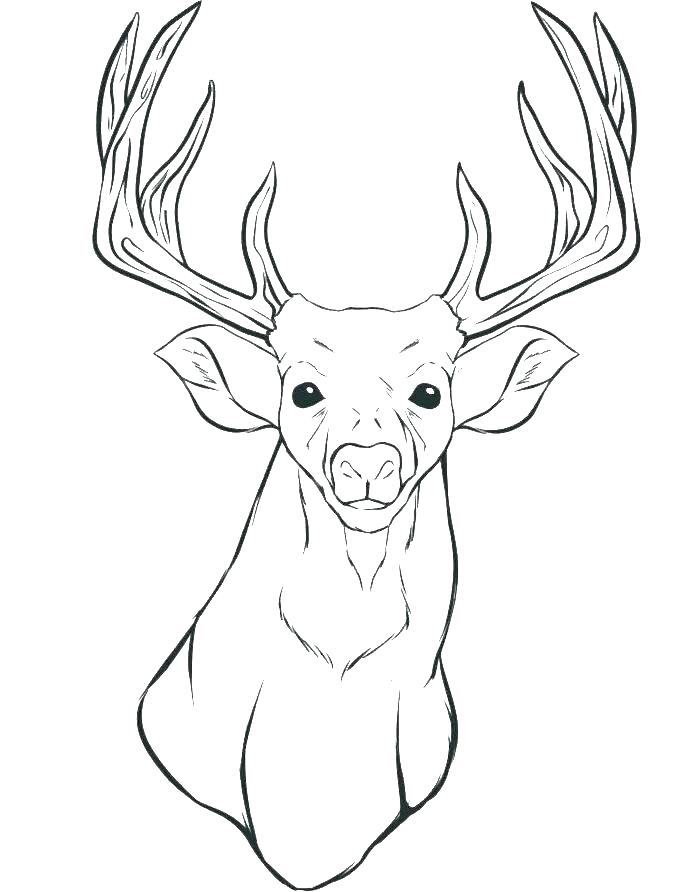 700x892 Whitetail Deer Coloring Pages Coloring Pages Of Deer Coloring