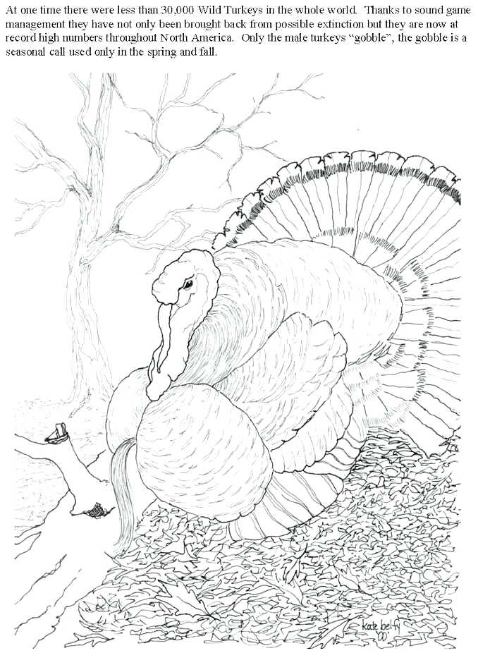 695x926 Whitetail Deer Coloring Pages Whitetail Deer Coloring Page White