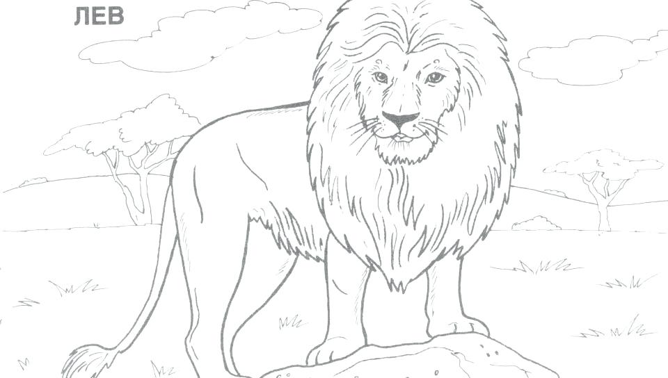 Lion Real Animals Coloring Pages For Kids Printable Wonderful Wild 960x544 Lion Real Animals Coloring Pages For Kids Printable Wonderful Wild