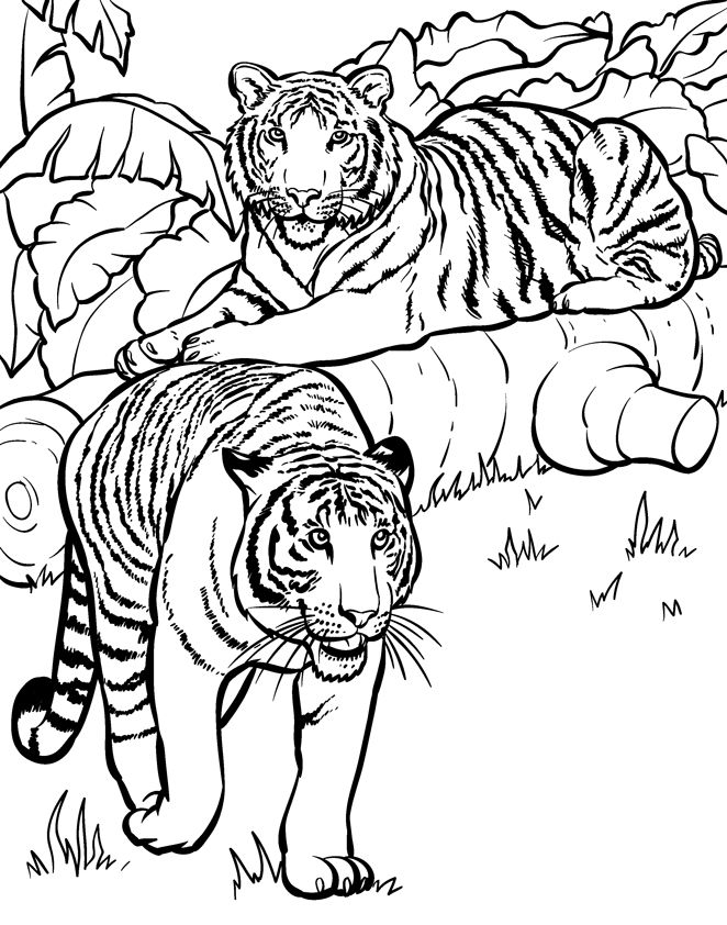 Wild Animals Coloring Pages 5 For Wild Animal Coloring Pages 662x842 Wild Animals Coloring Pages 5 For Wild Animal Coloring Pages